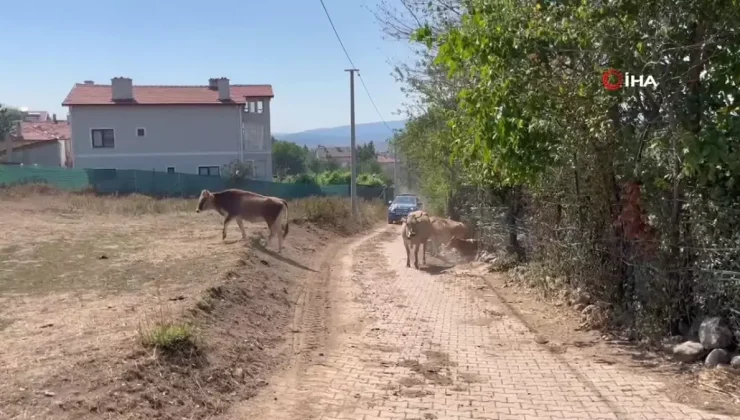 Alevlenen yangından hayvanlarını böyle kaçırdı